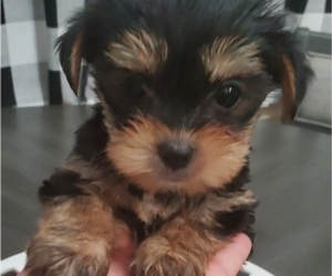 Yorkshire Terrier Dog Breeder near SALEM, OR, USA