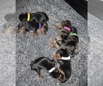 Small breeder photo