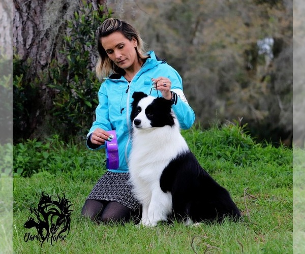 Medium Photo #10  Breeder Profile in BRYANTOWN, MD, USA