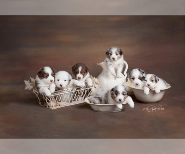 Medium Photo #1  Breeder Profile in TAYLOR, TX, USA