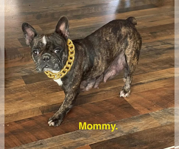 Medium Photo #16  Breeder Profile in FORT PLAIN, NY, USA