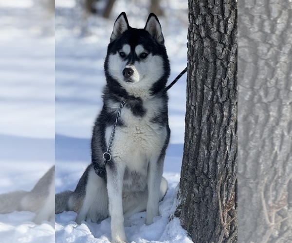 Medium Photo #5  Breeder Profile in STAPLES, MN, USA