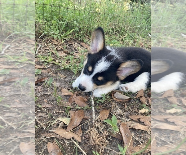 Medium Photo #32  Breeder Profile in BRANDON, FL, USA