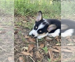 Small #31 Breeder Profile image