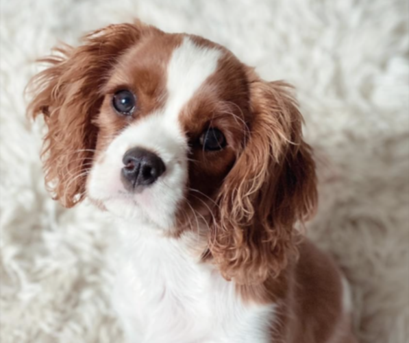 Medium Photo #1  Breeder Profile in WATERFORD, CA, USA
