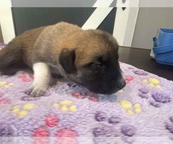 Medium Photo #20  Breeder Profile in LULING, TX, USA