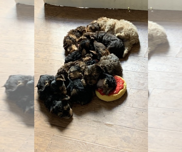 Medium Photo #1  Breeder Profile in FAIRLAND, IN, USA