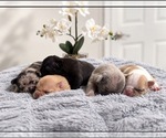 Small #1 Breeder Profile image