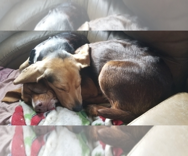 Medium Photo #3  Breeder Profile in CENTRALIA, WA, USA