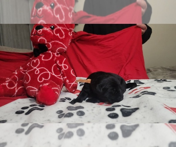 Medium Photo #5  Breeder Profile in COEUR D ALENE, ID, USA