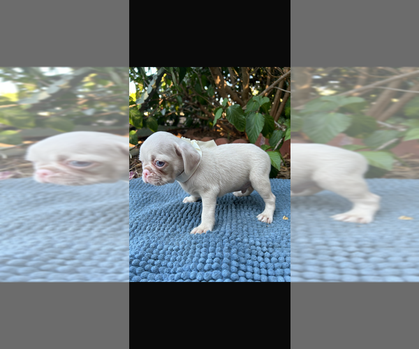 Medium Photo #7  Breeder Profile in SAN DIEGO, CA, USA