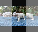 Small #6 Breeder Profile image