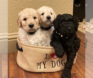 Main photo of Labradoodle Dog Breeder near CENTERVILLE, NV, USA