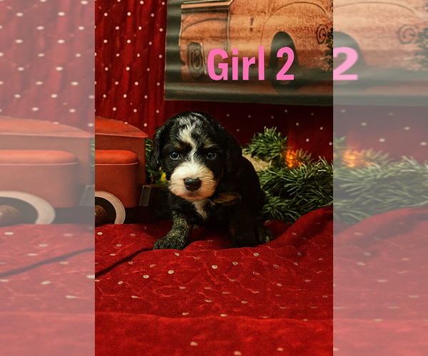 Medium Photo #6  Breeder Profile in JOHNSONVILLE, IL, USA