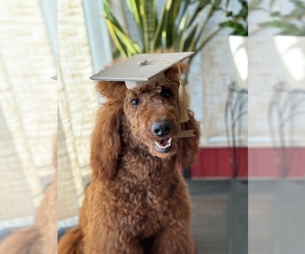 Medium Photo #8  Breeder Profile in DALY CITY, CA, USA