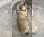 Small #46 Breeder Profile image
