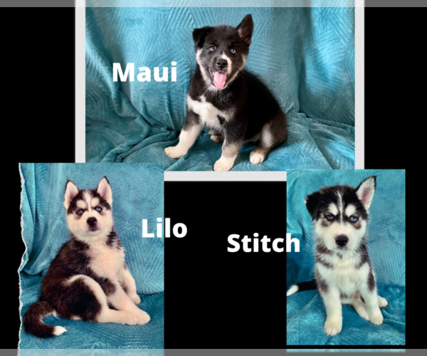 Medium Photo #1  Breeder Profile in N LAS VEGAS, NV, USA