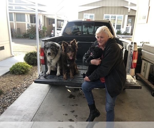 Medium Photo #81  Breeder Profile in SUNNYVALE, CA, USA