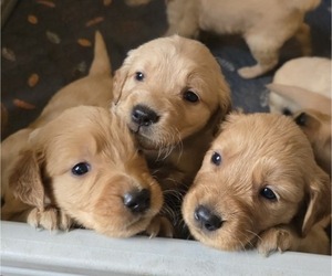Golden Retriever Dog Breeder in HAMMONTON,  USA