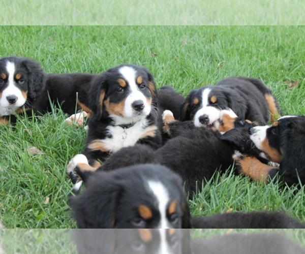 Medium Photo #1  Breeder Profile in NEW HAVEN, IN, USA