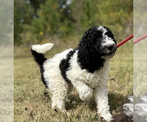 Medium Photo #13  Breeder Profile in BRANDON, FL, USA