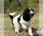 Small #12 Breeder Profile image