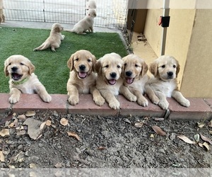 Golden Retriever Dog Breeder near CARMICHAEL, CA, USA