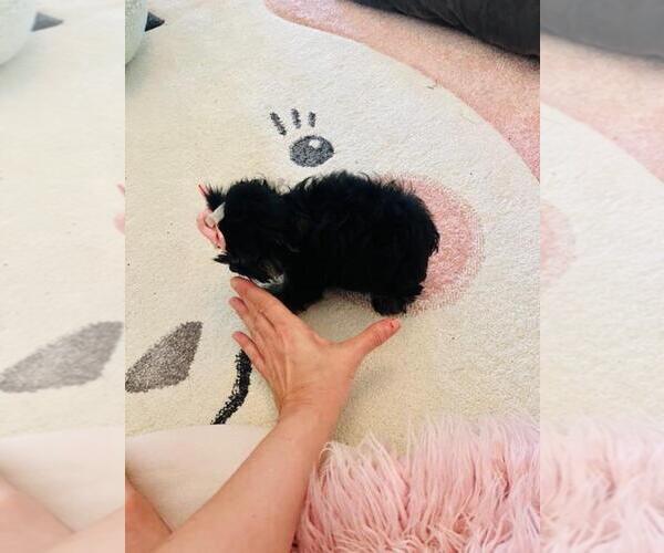 Medium Photo #1  Breeder Profile in PEMBROKE PINES, FL, USA