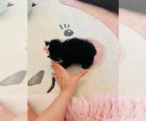 Pomeranian Dog Breeder near PEMBROKE PINES, FL, USA