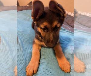 Main photo of German Shepherd Dog Dog Breeder near PORTLAND, OR, USA