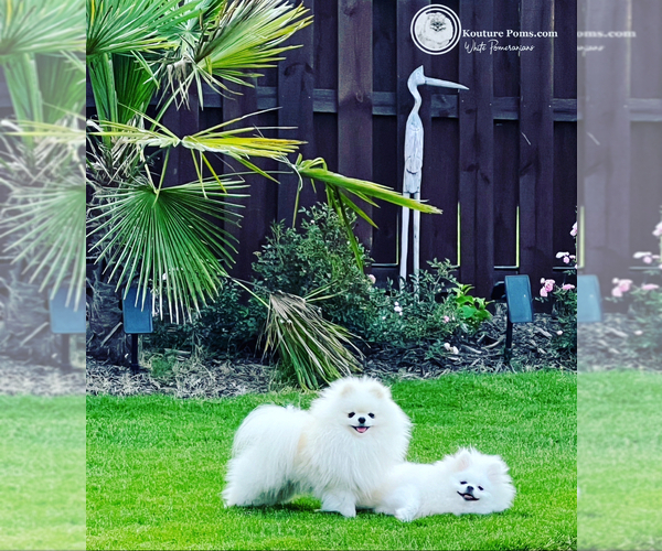 Medium Photo #34  Breeder Profile in CHARLOTTE, NC, USA