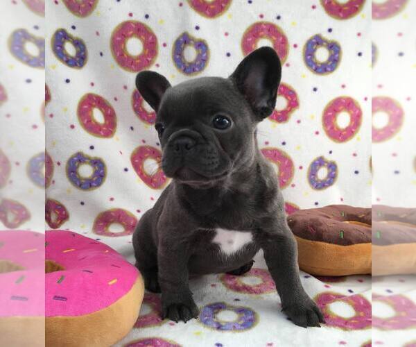 Medium Photo #6  Breeder Profile in EVERETT, WA, USA