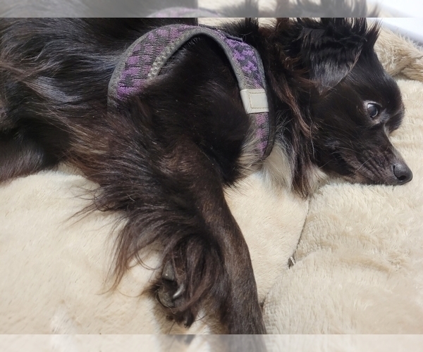 Medium Photo #51  Breeder Profile in AKRON, OH, USA