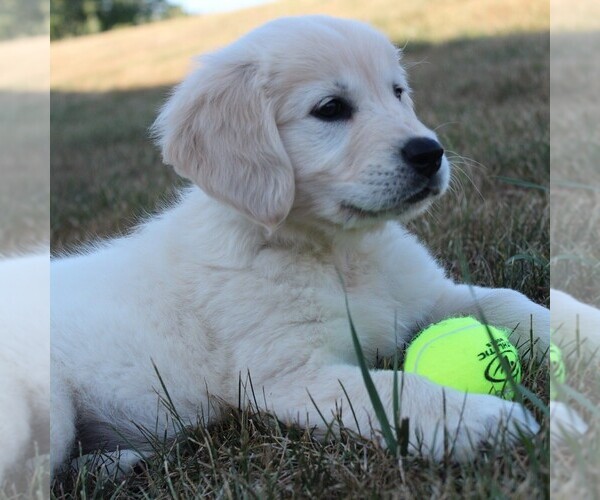 Medium Photo #1  Breeder Profile in BELLEFONTE, PA, USA