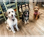 Small #11 Breeder Profile image