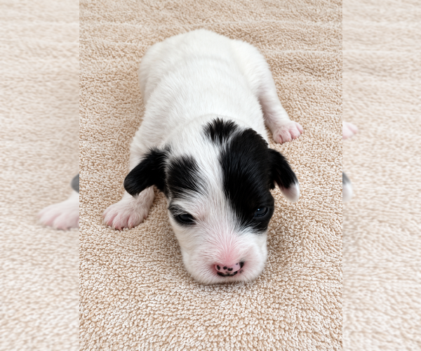 Medium Photo #7  Breeder Profile in WYLIE, TX, USA