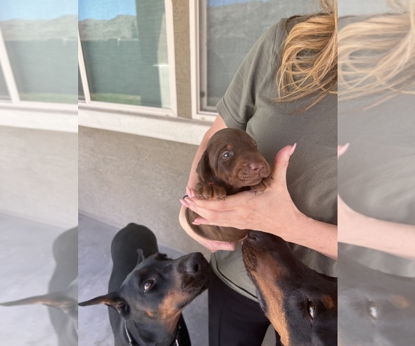 Medium Photo #12  Breeder Profile in PHOENIX, AZ, USA