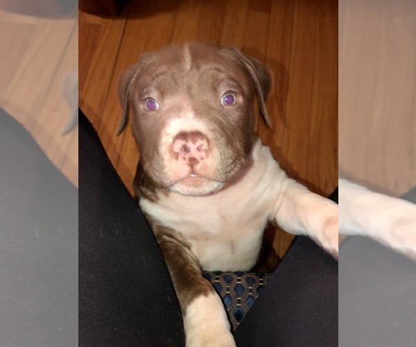 Medium Photo #1  Breeder Profile in STATEN ISLAND, NY, USA