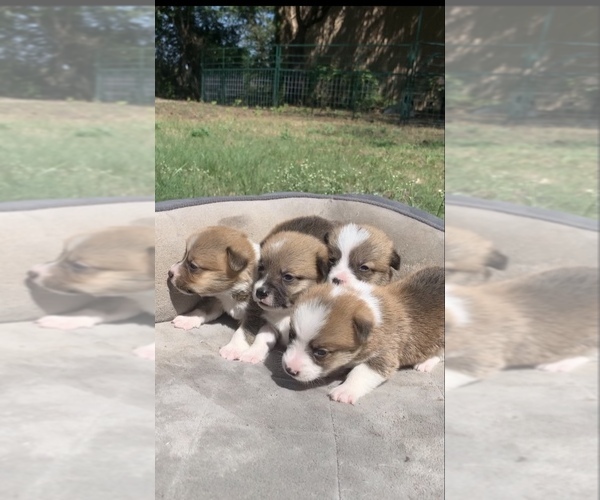 Medium Photo #35  Breeder Profile in MIDLOTHIAN, TX, USA