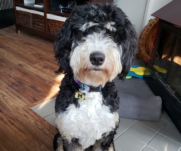 Medium Photo #1  Breeder Profile in HOLLY, MI, USA