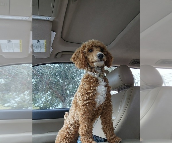 Medium Photo #2  Breeder Profile in PENSACOLA, FL, USA