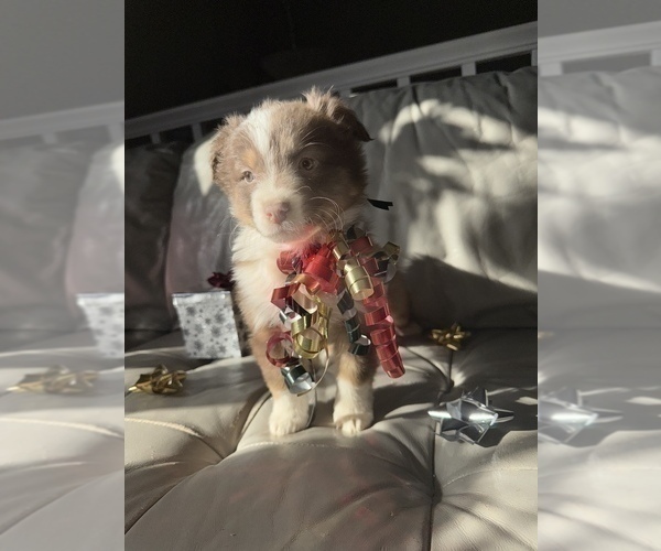 Medium Photo #36  Breeder Profile in HARRISON, OH, USA