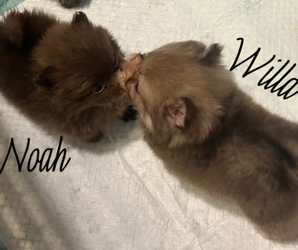 Medium Photo #14  Breeder Profile in ANDALUSIA, AL, USA