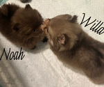Small #13 Breeder Profile image