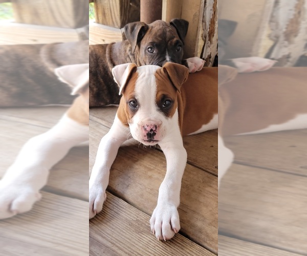 Medium Photo #1  Breeder Profile in SAN JUAN, TX, USA