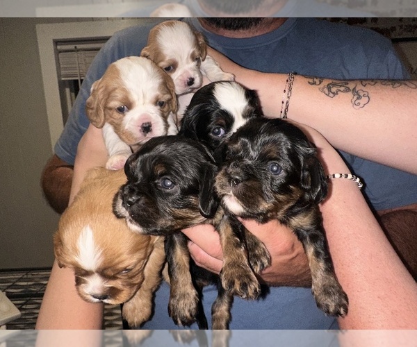 Medium Photo #42  Breeder Profile in WAXAHACHIE, TX, USA