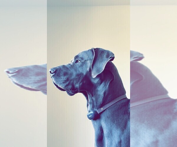 Medium Photo #1  Breeder Profile in MEMPHIS, MO, USA