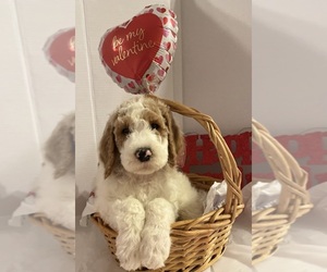 Goldendoodle Dog Breeder near NEWTON, NC, USA