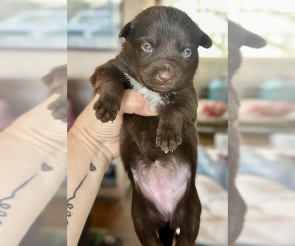 Medium Photo #50  Breeder Profile in CAMAS, WA, USA