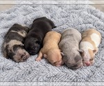 Small #3 Breeder Profile image